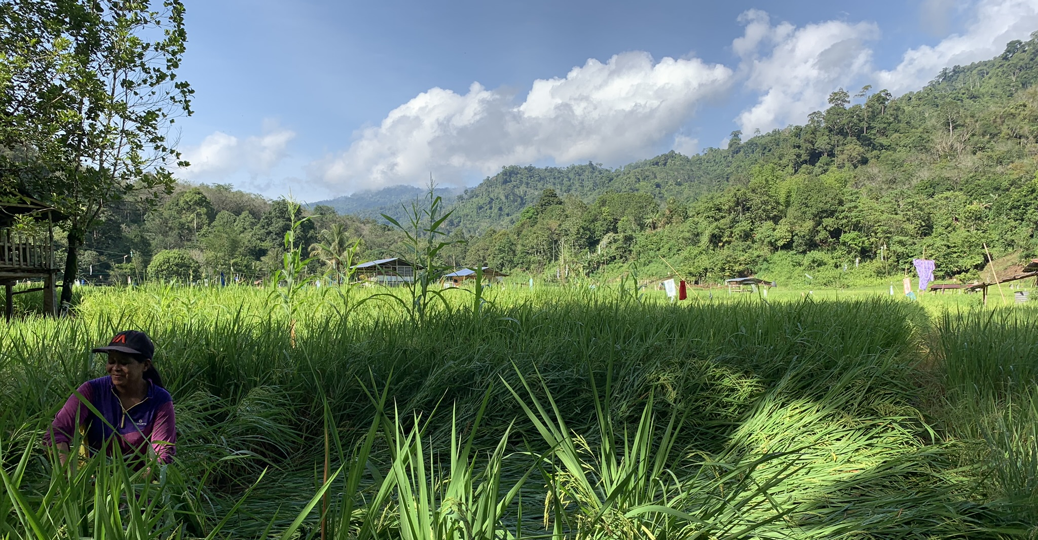 Sabah rice field Signe Leth IWGIA