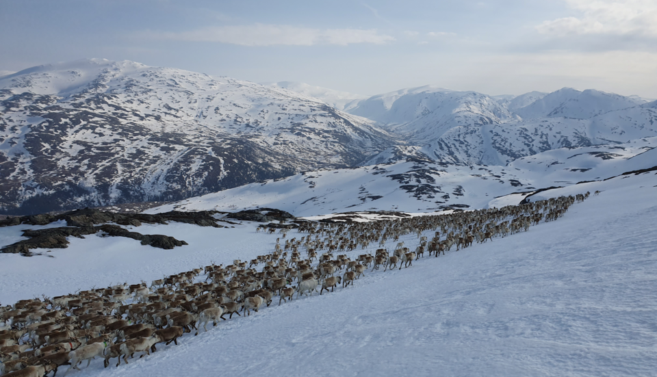 Green colonialism, wind energy and climate justice in Sápmi IWGIA